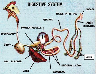 Image From EcoleBooks.com