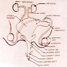 Image From EcoleBooks.com
