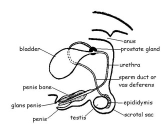 Image From EcoleBooks.com