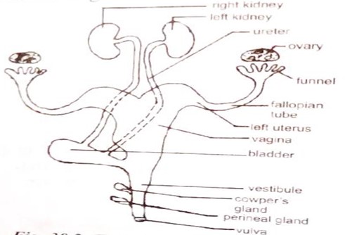 Image From EcoleBooks.com