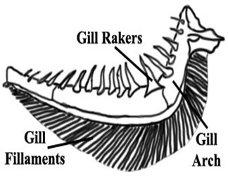 Image From EcoleBooks.com