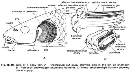 Image From EcoleBooks.com