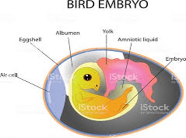Image From EcoleBooks.com