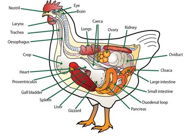 Image From EcoleBooks.com