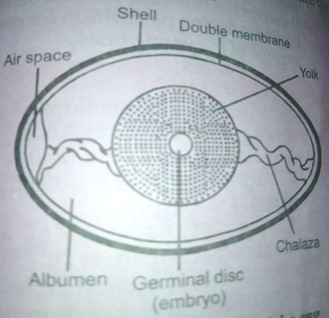 Image From EcoleBooks.com