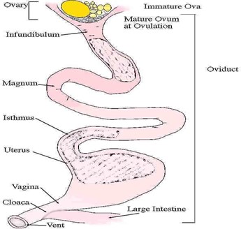Image From EcoleBooks.com