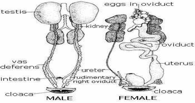 Image From EcoleBooks.com