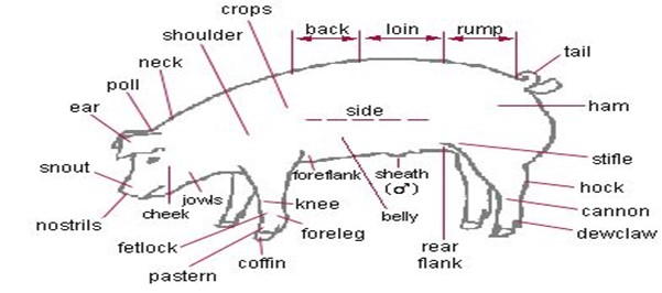 Image From EcoleBooks.com