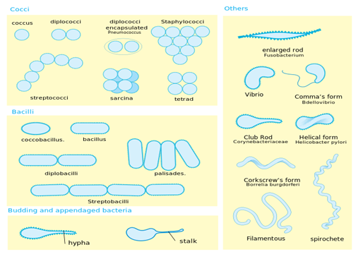 Image From EcoleBooks.com
