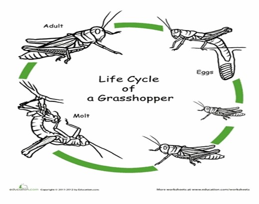 Image From EcoleBooks.com