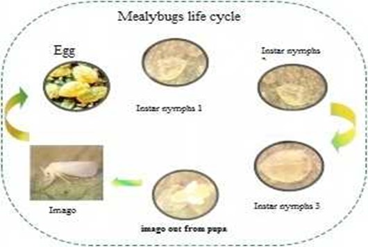 Image From EcoleBooks.com