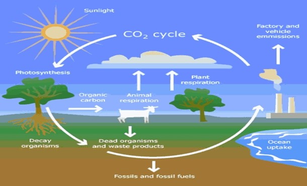 Image From EcoleBooks.com