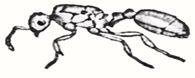 Image From EcoleBooks.com