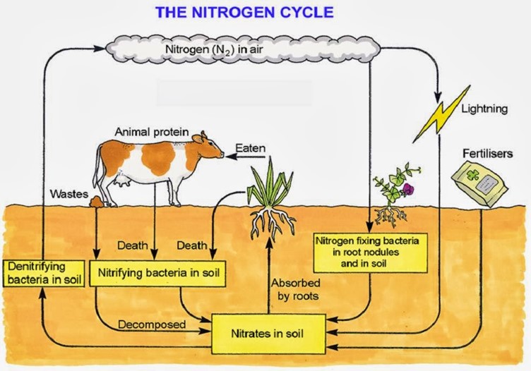 Image From EcoleBooks.com