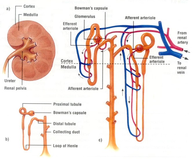 Image From EcoleBooks.com