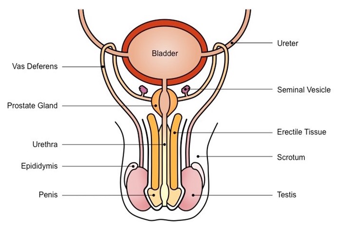 Image From EcoleBooks.com
