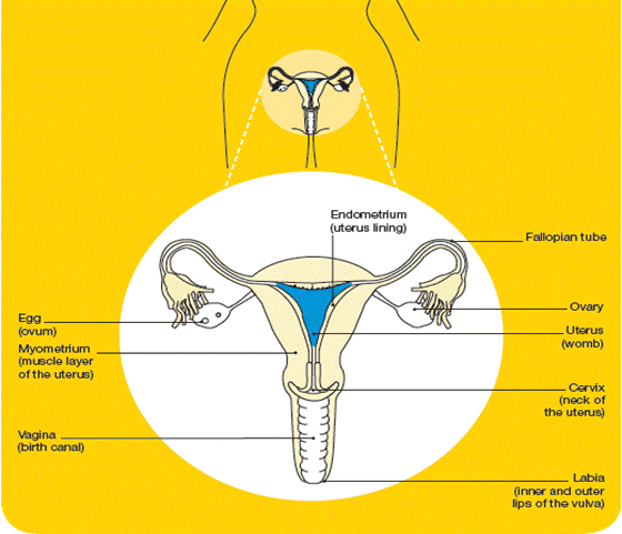 Image From EcoleBooks.com