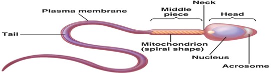 Image From EcoleBooks.com