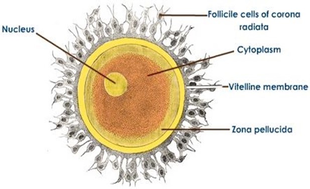 Image From EcoleBooks.com
