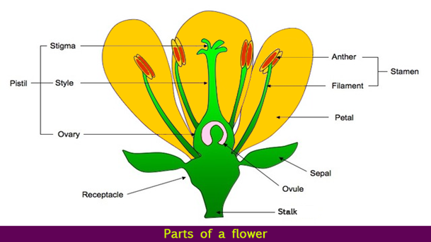 Image From EcoleBooks.com