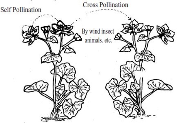 Image From EcoleBooks.com