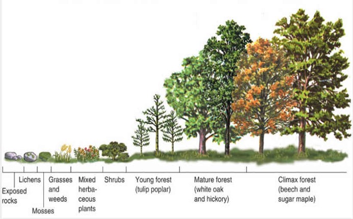Image From EcoleBooks.com