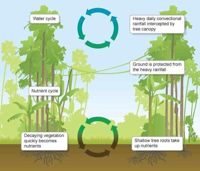 Image From EcoleBooks.com