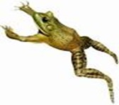 Image From EcoleBooks.com