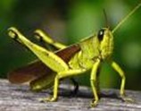 Image From EcoleBooks.com