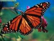 Image From EcoleBooks.com