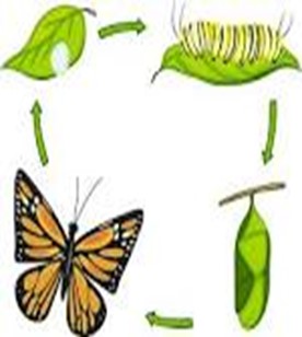 Image From EcoleBooks.com