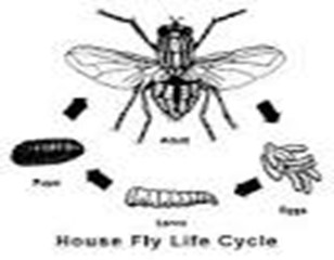Image From EcoleBooks.com