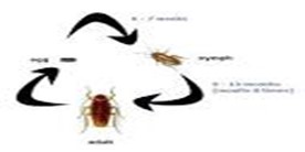 Image From EcoleBooks.com