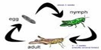 Image From EcoleBooks.com