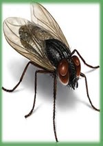 Image From EcoleBooks.com