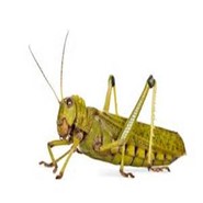 Image From EcoleBooks.com