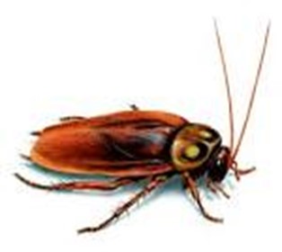 Image From EcoleBooks.com
