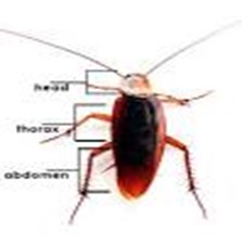 Image From EcoleBooks.com