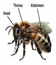 Image From EcoleBooks.com