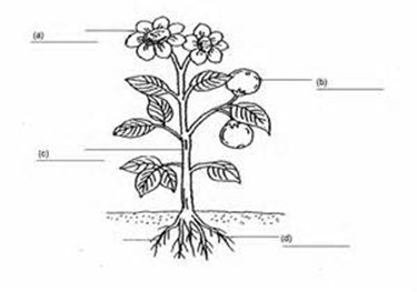 Image From EcoleBooks.com