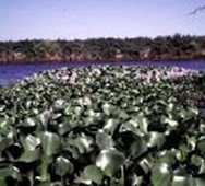 Image From EcoleBooks.com