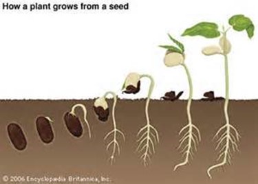 Image From EcoleBooks.com