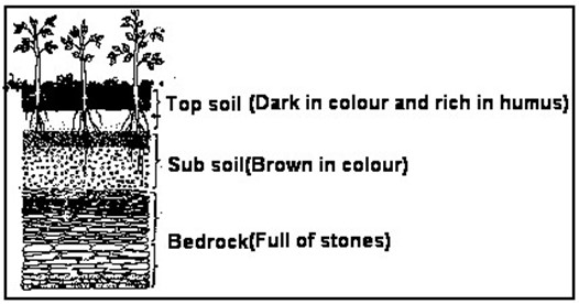 Image From EcoleBooks.com
