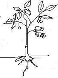 Image From EcoleBooks.com