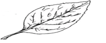 Image From EcoleBooks.com