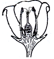 Image From EcoleBooks.com