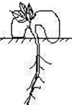 Image From EcoleBooks.com