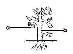 Image From EcoleBooks.com