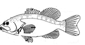Image From EcoleBooks.com