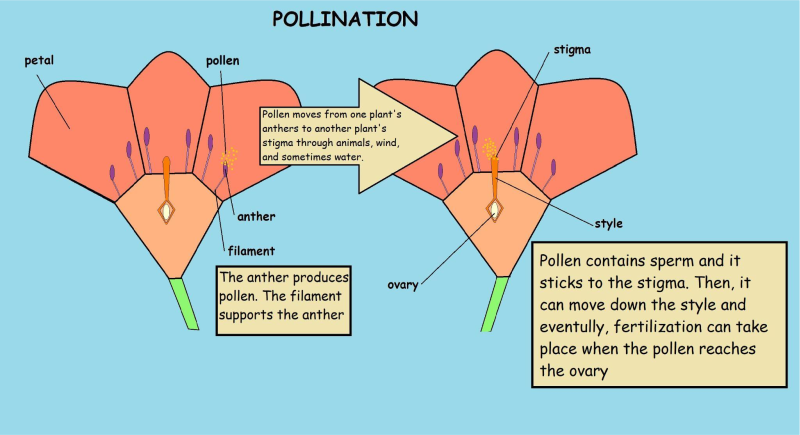 15 Support And Movement In A Plants B Animals Questions And Answers